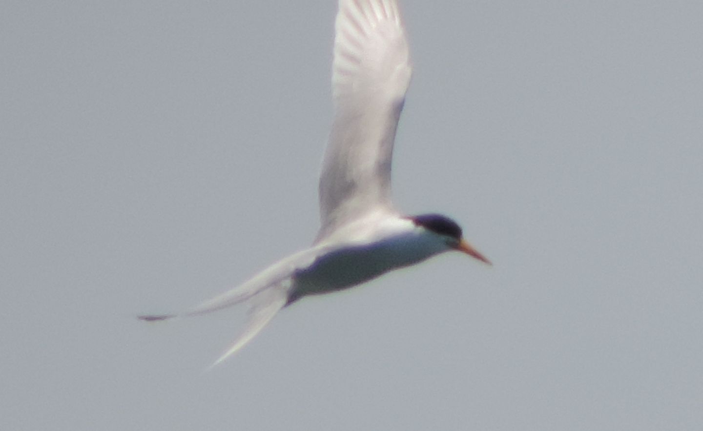 Due rare sterne: Sterna di Rppell (Thalasseus bengalensis)e Sterna elegante (T. elegans)